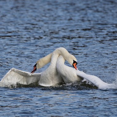 mute-swans