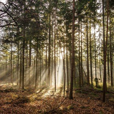 Zurück zu unseren Wurzeln – Wie Natur uns stärkt und warum Waldbaden mehr ist als ein Spaziergang